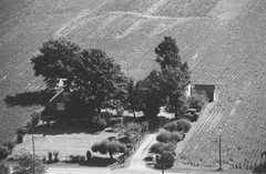 020-glu-29